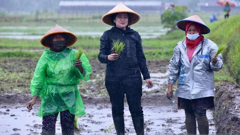 Susi Pudjiastuti Sindir Aksi Puan Tanam Padi di Tengah Hujan: Biasanya Petani Tanam Padi Tidak Hujan-hujanan..
