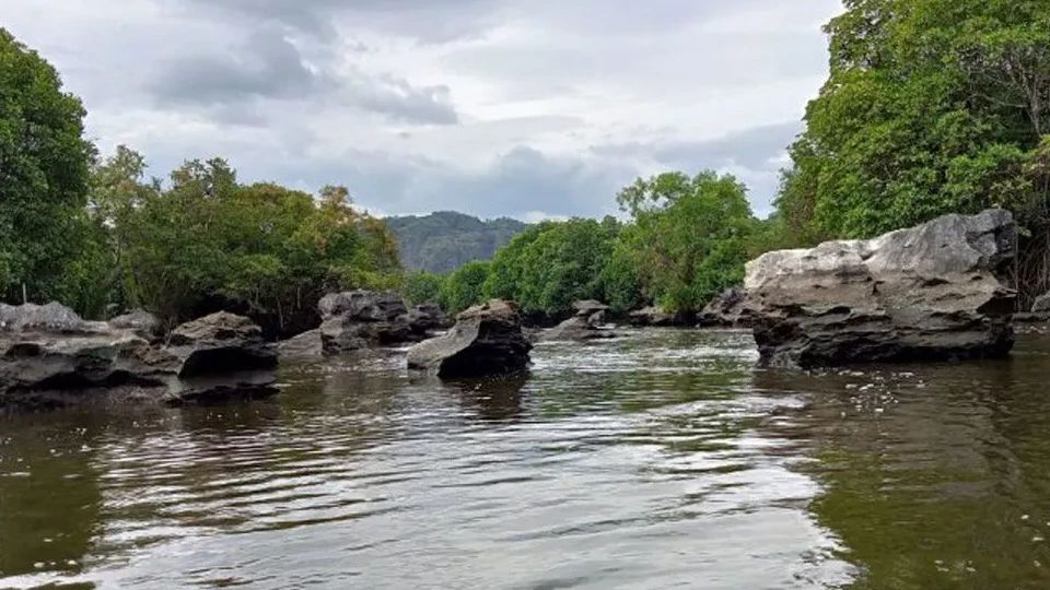 Rawan Buaya, BKSDA Minta Warga Palopo Sulsel Tak Beraktivitas di Sekitar Sungai