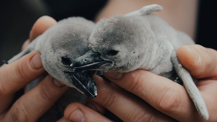 Gemasnya, Kolaborasi Pasangan Pinguin Sesama Jenis Tetaskan Telur dan Rawat Anak Bersama