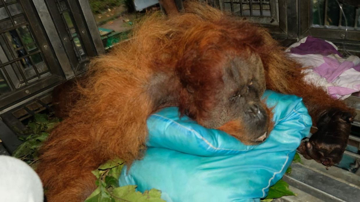 Ditemukan Ada Kekerasan Fisik, BBKSDA Sumut Investigasi Kematian Orangutan