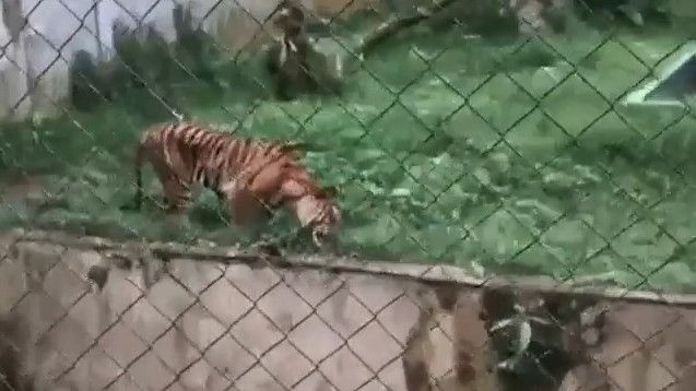 Viral Harimau Sumatera Kurus Makan Rumput di Medan Zoo, BKSDA: Kami Cek