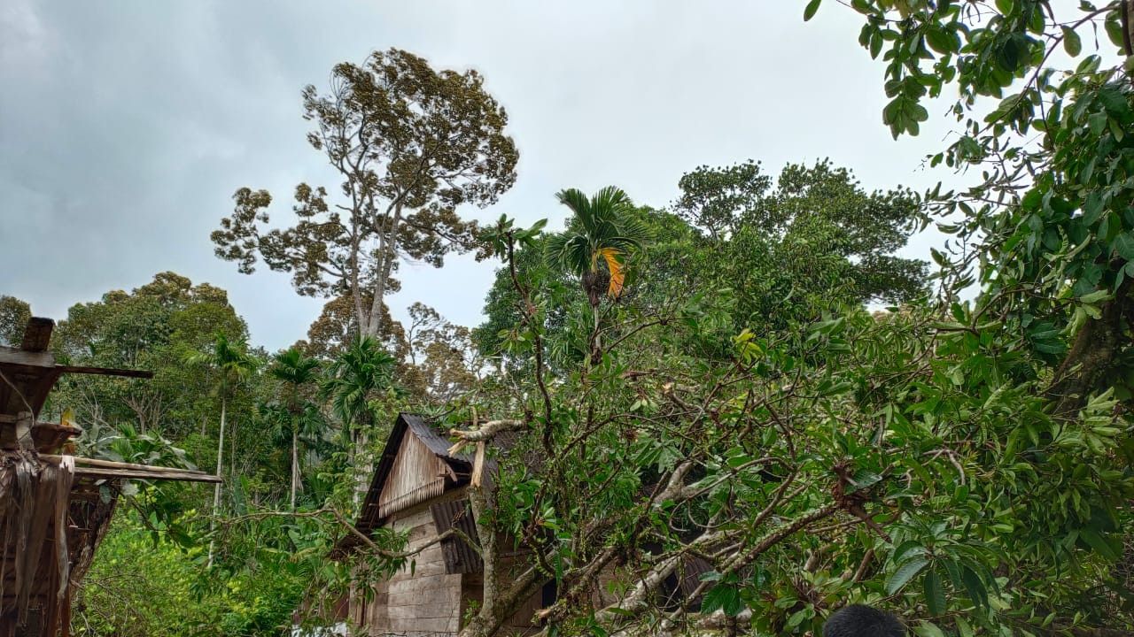 Tertimpa Pohon Saat Angin Kencang, Warga Aceh Selatan Tewas