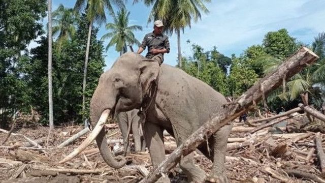Gajah Liar Injak Kuburan di Lampung sampai Rusak