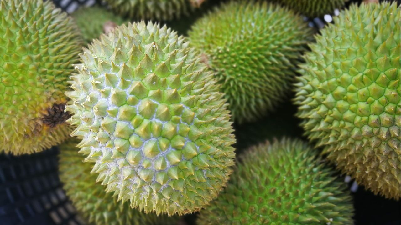 Mengenal Durian Musang King: Cita Rasa, Asal, dan Harganya