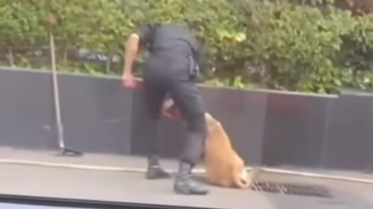 Viral! Sekuriti Pukuli Anjing di Pinggir Jalan, Manajeman Plaza Indonesia Bilang Begini