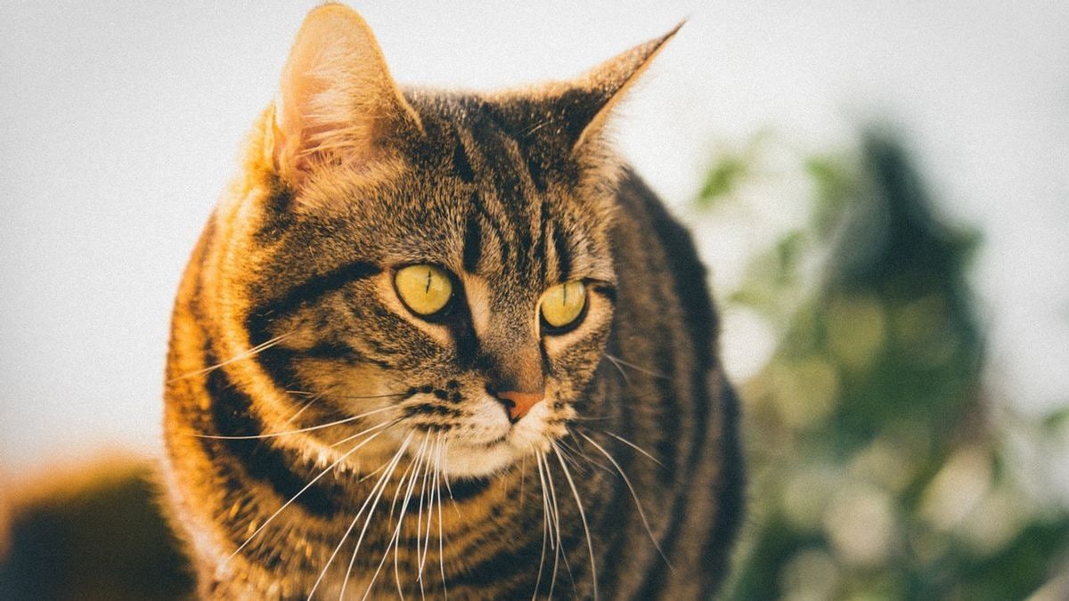 Halo Cat Lover! Ini Alasan Kenapa Kucing Tidak Bisa Masuk Surga, Simak Penjelasannya