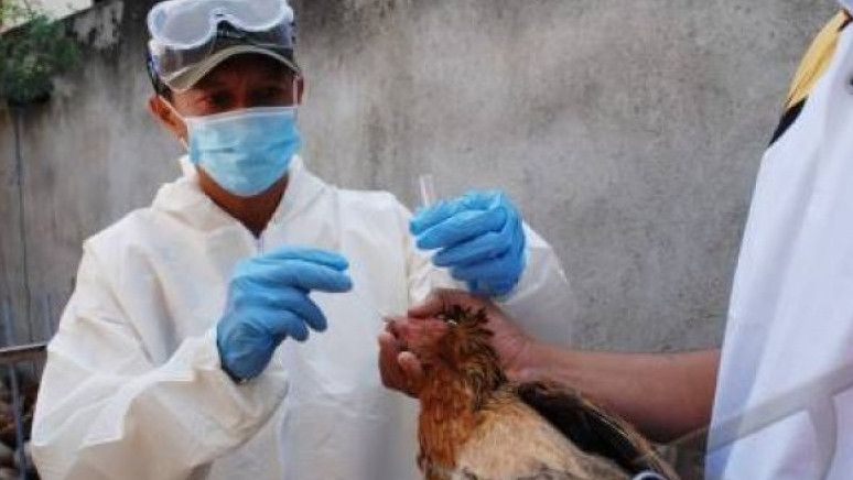 Menyebar di Afrika Barat, Flu Burung H5N1 Kini Mewabah di Pantai Gading