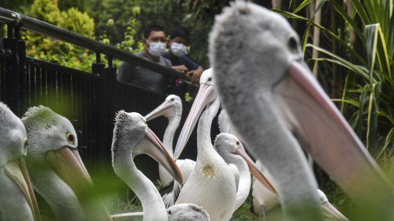Sedih, 245 Anak Burung Pelikan Ini Mati karena Flu