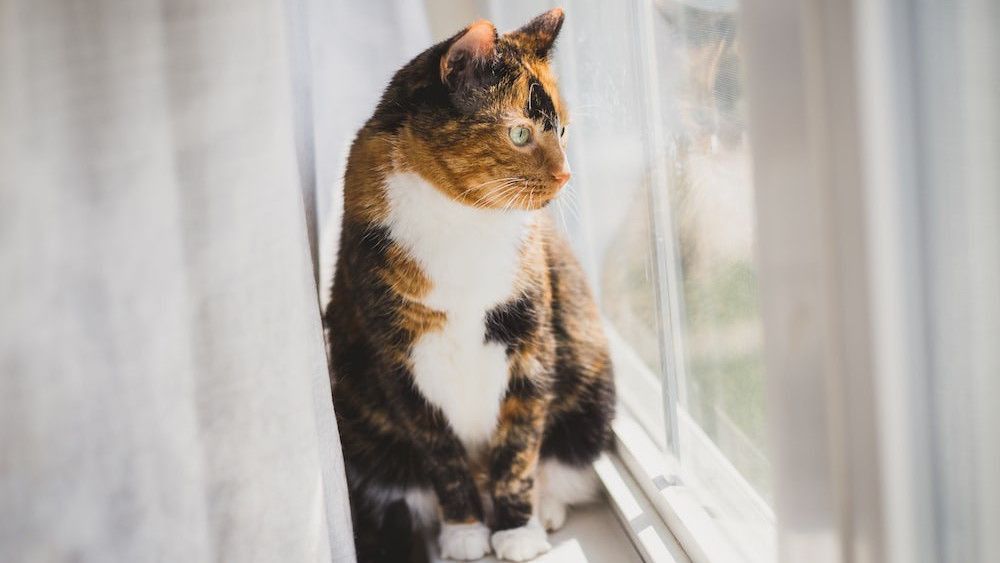 Mengenal Kucing Calico, Ini Penjelasan Mengapa Jarang yang Jantan