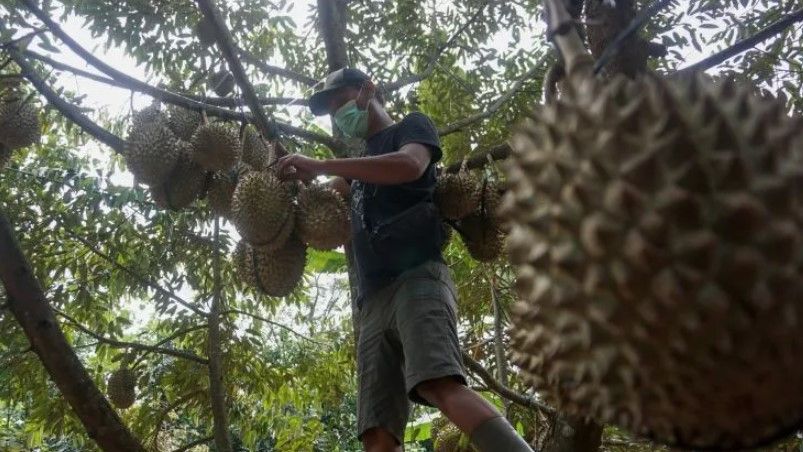 Perbandingan Durian Bawor vs Musang King, Lebih Enak Mana?