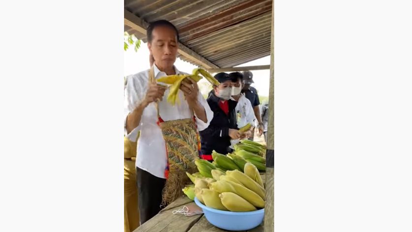 Momen Jokowi Kelaparan Beli Jagung di Pinggir Jalan: Dari Pagi Belum Makan