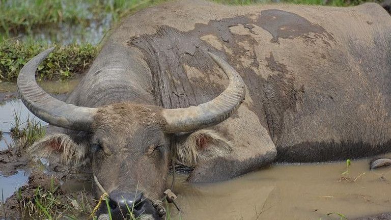 Seorang Anggota TNI di Sumut Diamuk Massa Usai Terciduk Curi Sapi Warga