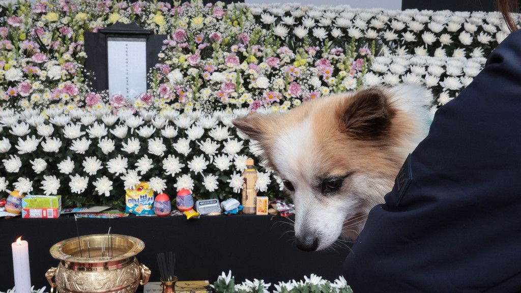 Momen Pudding Anjing Milik Korban Jeju Air Hadir di Tugu Peringatan, Tatapan Sedih Jadi Sorotan