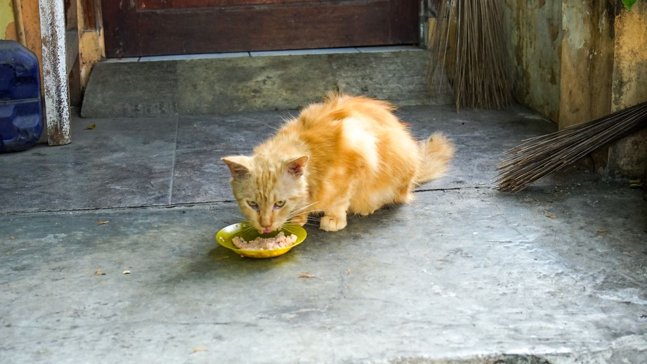 Pecinta Kucing Kini Bisa Bahagia Bareng Si Meong Lewat Hangout yang Seru!