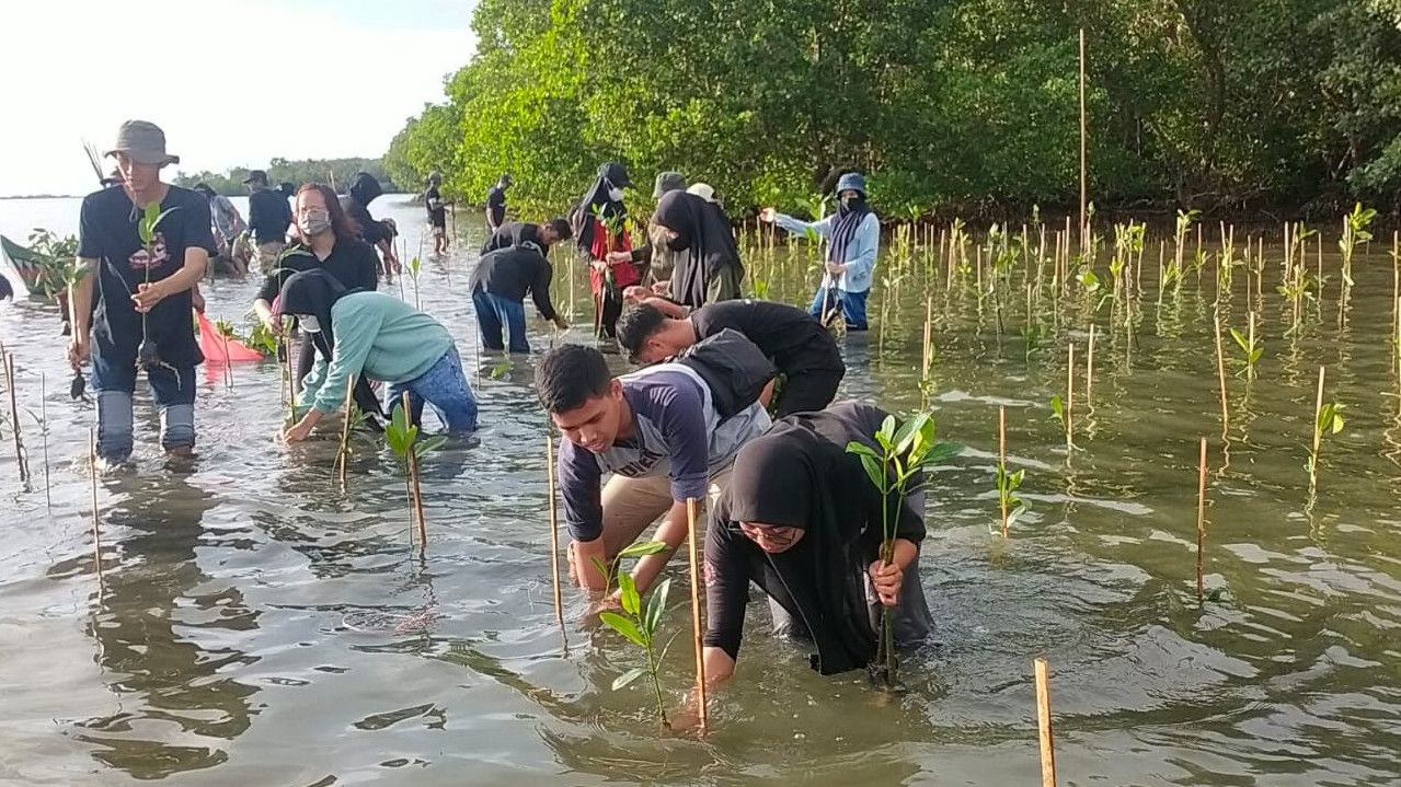 Kawasan Mangrove Kembali Difungsikan di Sulsel, Sebanyak 20.000 Bibit Ditanam