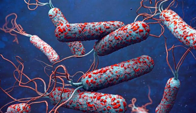 Kolera hingga Campak, Wabah Penyakit yang Dipicu Perubahan Iklim