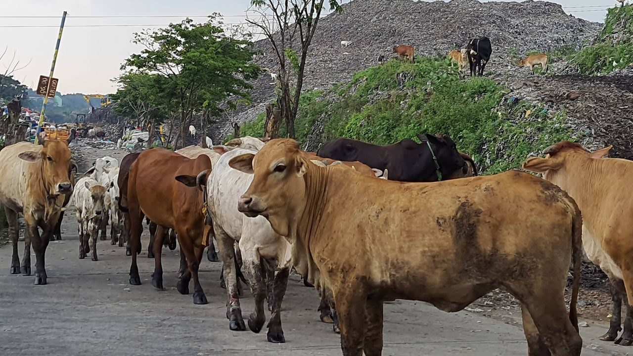 6 Sapi Ditolak Masuk RPH Solo, Terindikasi PMK