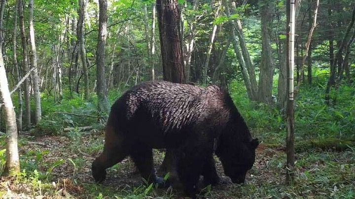 Ratusan Orang di Jepang Terluka Akibat Serangan Beruang, Ini Penyebabnya