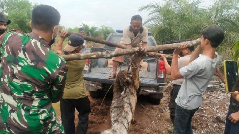 Sedih, Seekor Harimau Sumatera Mati Kena Jerat Pemburu, Keadaannya Bikin Pilu