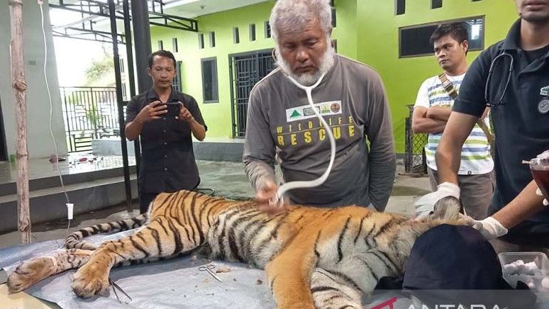 Serang Sejumlah Warga, Tim medis BKSDA Aceh Periksa Seekor Harimau: Khawatir Terjangkit CDV