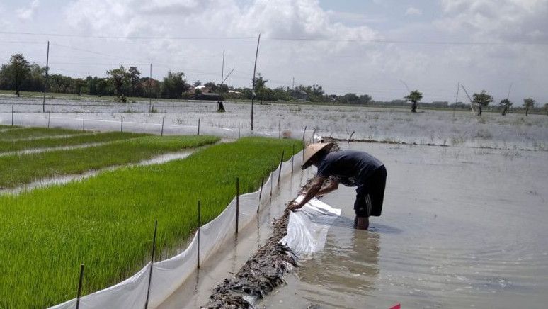 298 Hektare Tanaman Padi di Kudus Jateng Terendam Banjir