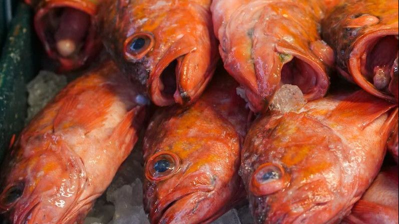 5 Rekomendasi Ikan Laut yang Enak Dibakar, Bumbu Sesuai Selera