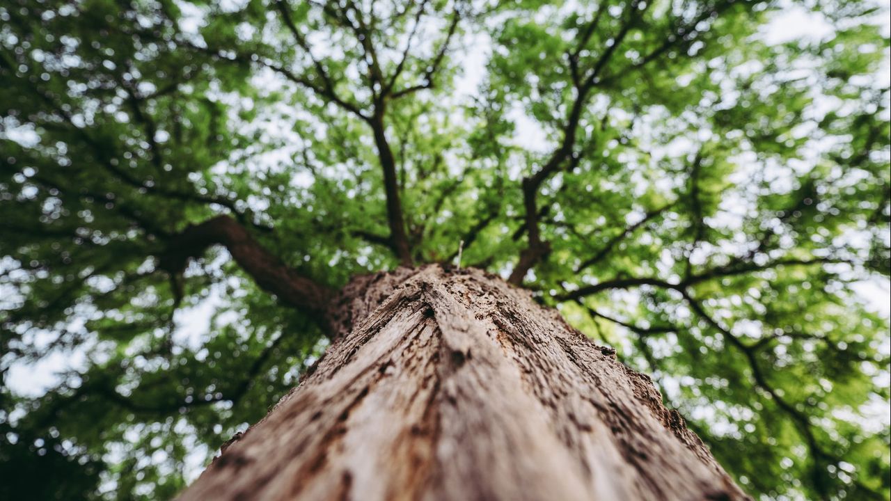 Alasan Pohon Pule Ditanam di IKN, Apakah Ada Unsur Magisnya?