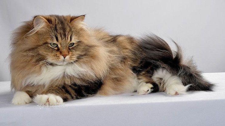 Imbas Konflik Rusia-Ukraina, Federasi Kucing Internasional Larang Kucing Rusia Ikut Kompetisi