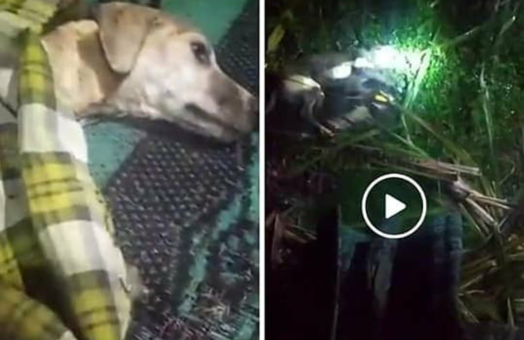 Pilu! Anjing Sakit Dituduh Sebagai Manusia 'Jadi-jadian'