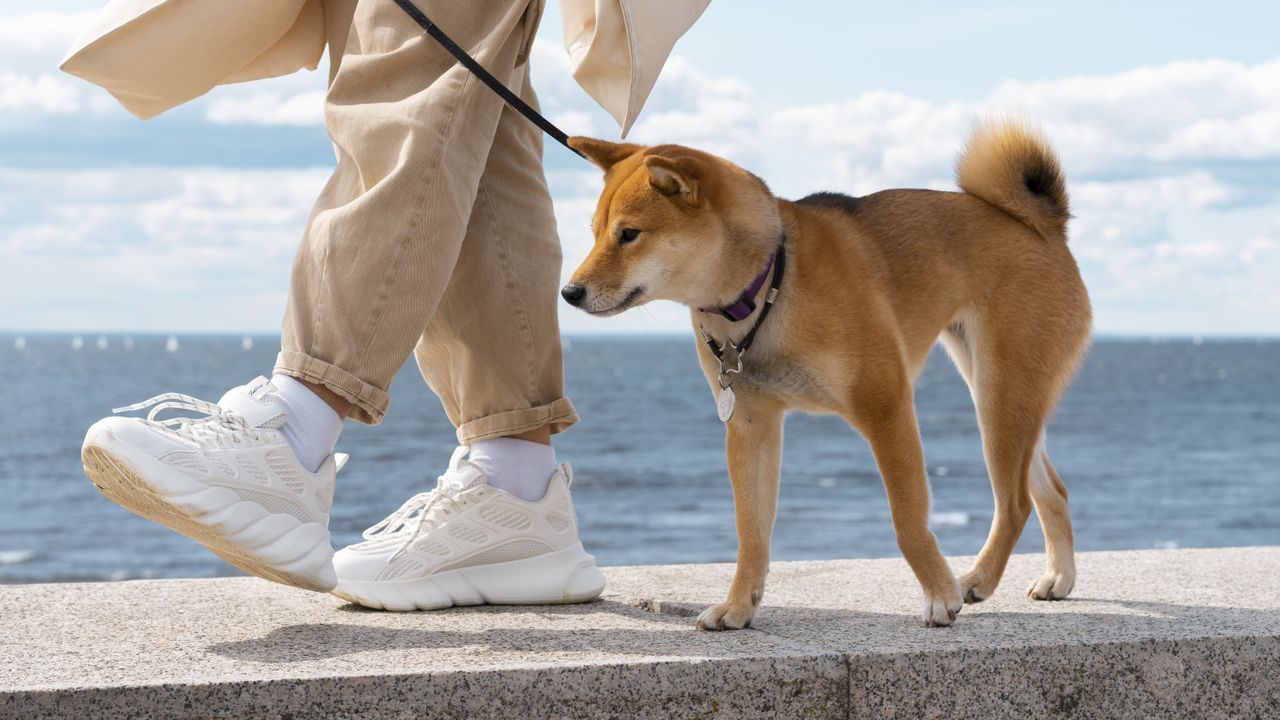 Iran Larang Warga Bawa Anjing Jalan-Jalan, Ini Alasannya