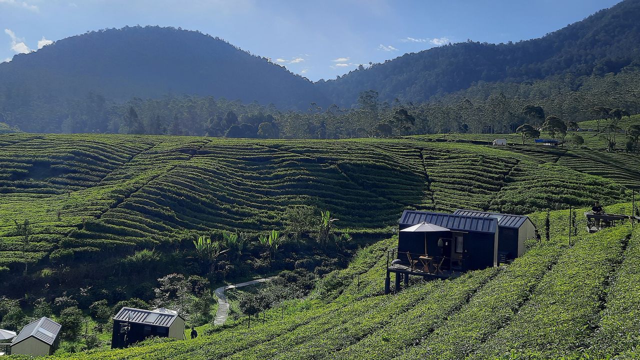 Belasan Hektare Kebun Teh Pangalengan Dirusak, Rajiv: Siapa Bohirnya?