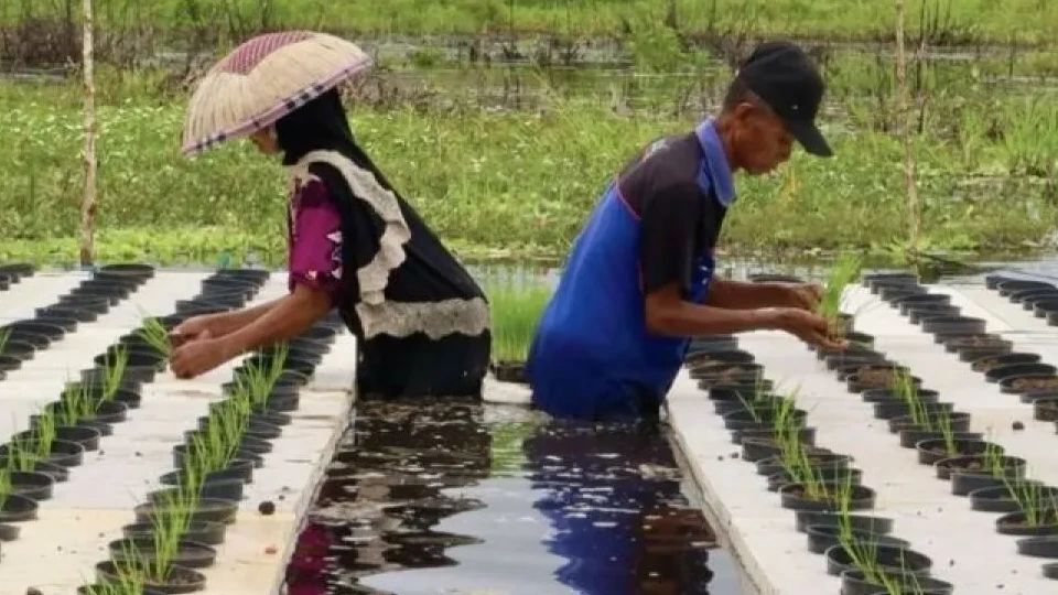 Indonesia Masuki Kemarau, BRIN Sarankan Petani Percepat Tanam Padi