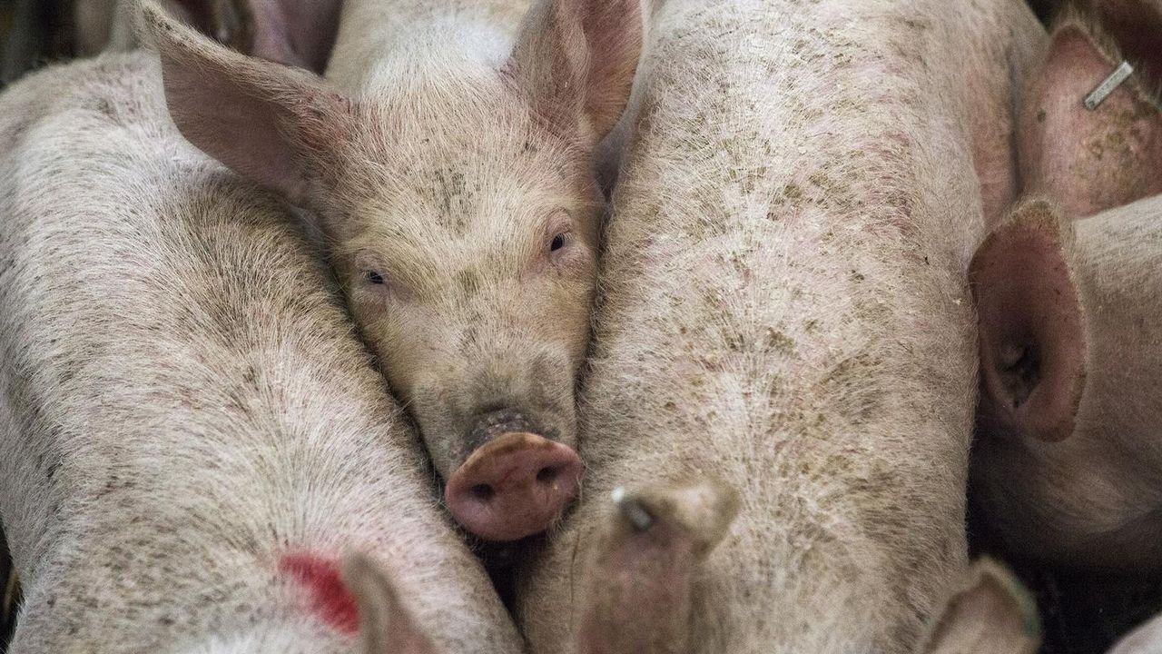 Apa Itu Flu Babi Afrika dan Seberapa Berbahaya?