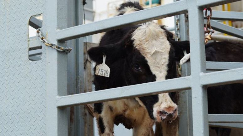 Indonesia Impor 1.573 Sapi Perah dari Australia, Kementan: Perkuat Produksi Susu Nasional