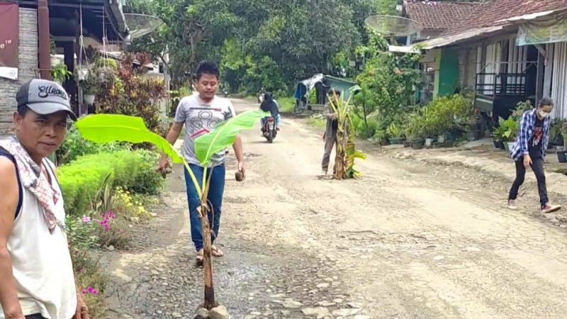 Kreatinya Warga Cianjur, Tanam Pohon Pisang di Jalanan Rusak Agar Dilirik Ridwan Kamil