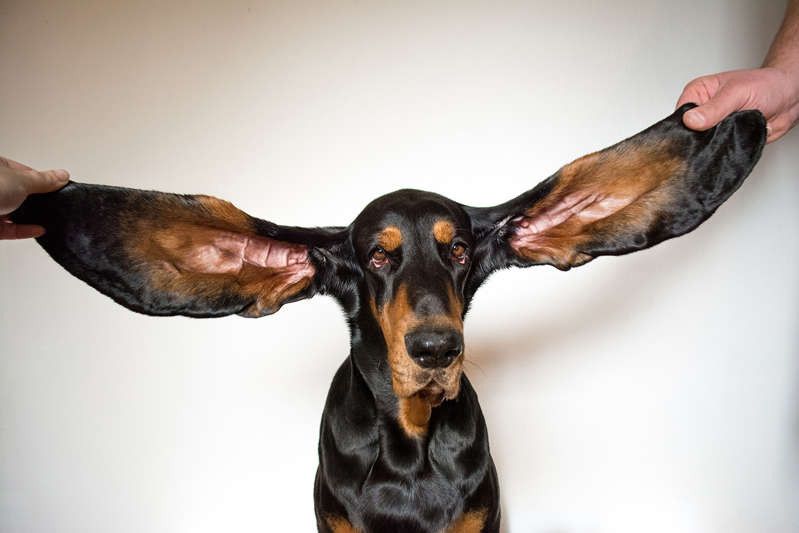 Miliki Telinga Terpanjang, Anjing Ini Masuk Guinness World Records 2022
