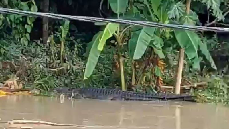 Viral Video Buaya Besar Mengapung di Sungai Desa Bangket Parak, Polda NTB Merespons