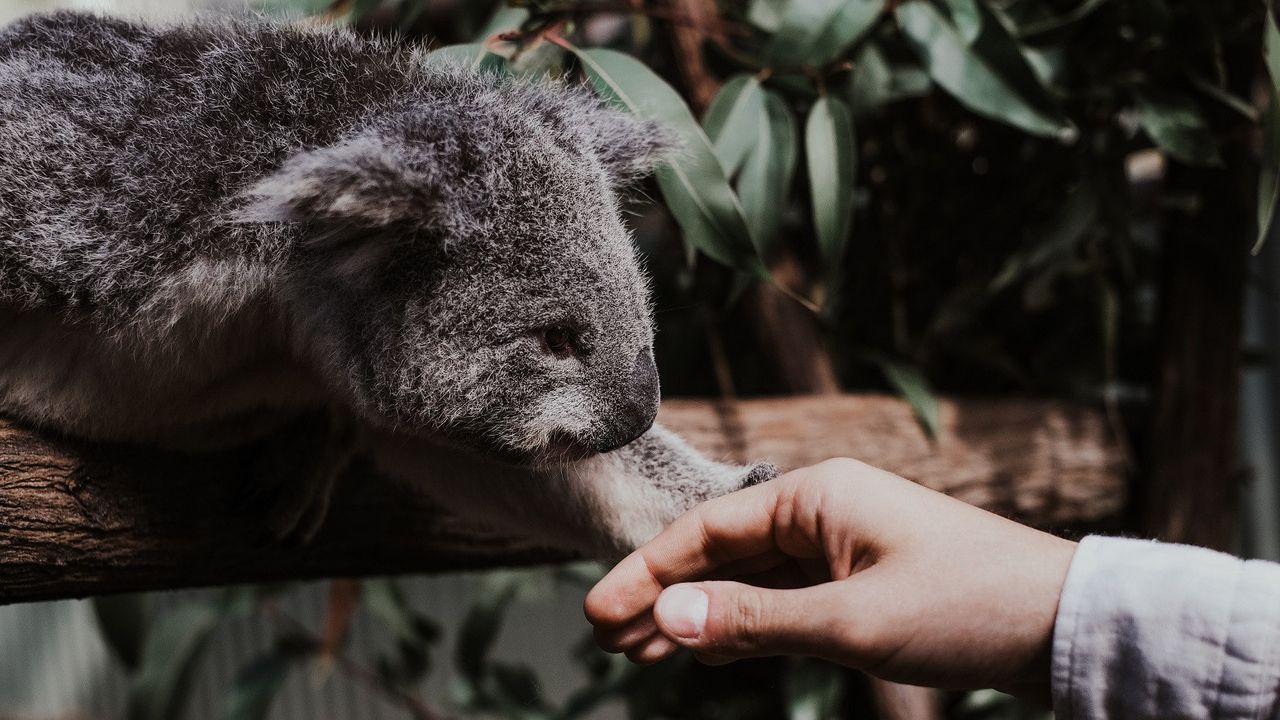 Koala Pantai Timur Australia Terancam Punah pada 2050