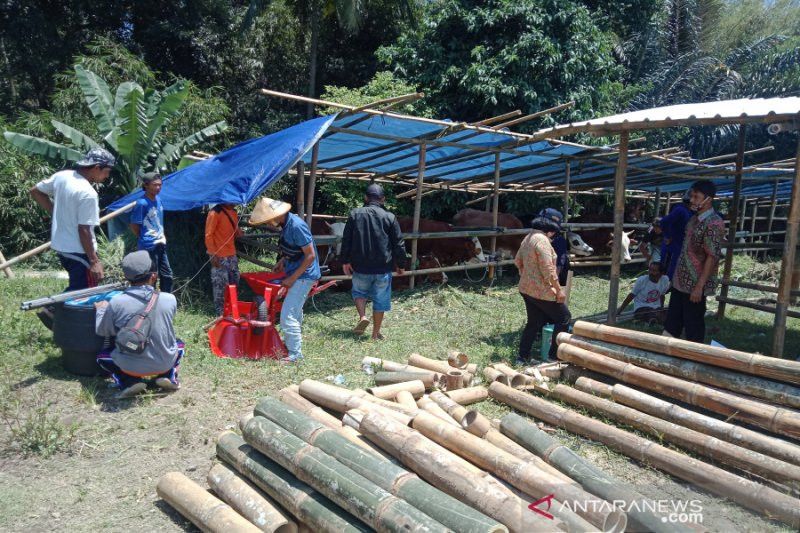Antisipasi Erupsi  Merapi, 139 Ternak Warga Diungsikan