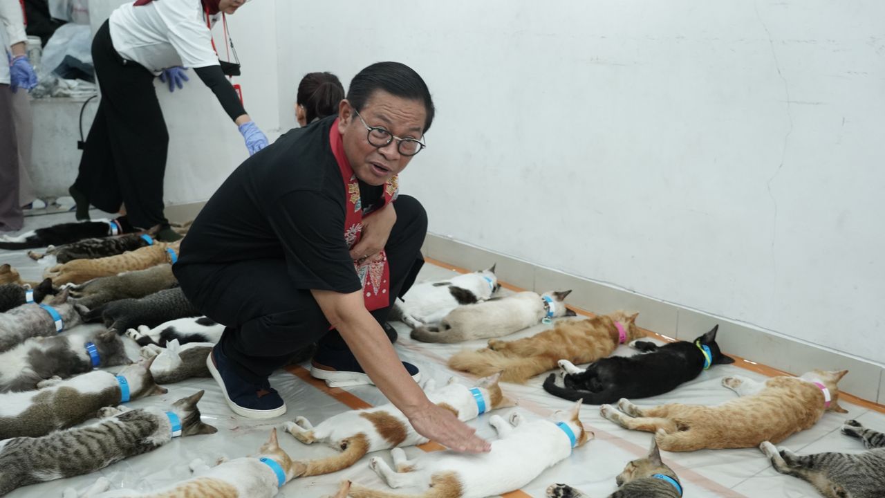 Pramono Berencana Buat Wisata Pulau Kucing dan Anjing di Kepulauan Seribu, Tiru Jepang?