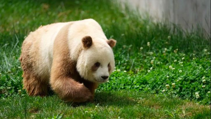 Seekor Panda Raksasa Coklat Tertangkap Kamera di Pegunungan China