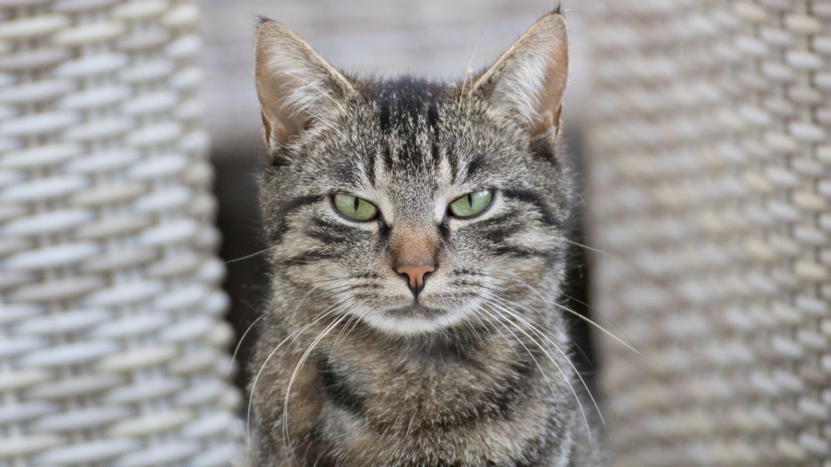 Warga Jepang Dilarang Sentuh Kucing, Begini Kronologinya