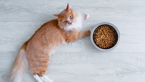 Kenapa Kucing Tidak Mau Makan? Mungkian Hal Ini