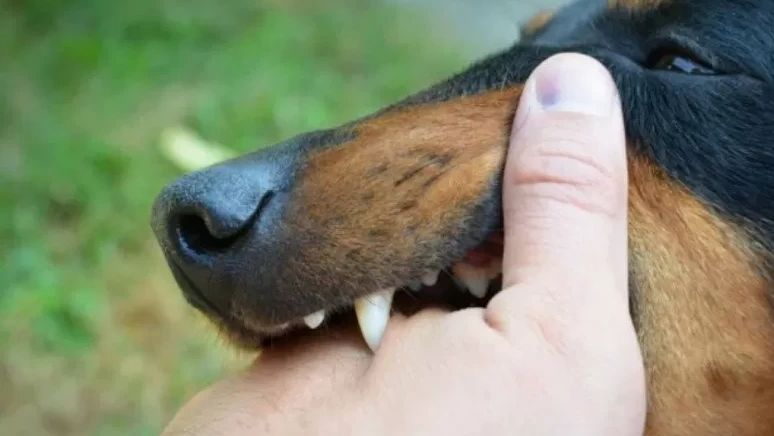 Kasus Gigitan Hewan Penularan Rabies di Jakarta Naik, Kini Capai 1.733 Kasus Pada Juni 2023