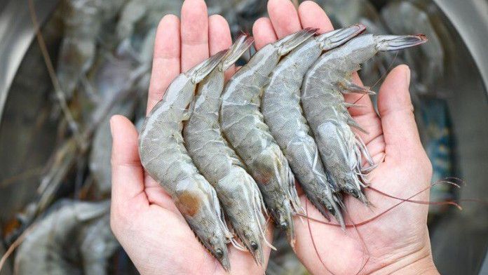 Cara Membersihkan Udang untuk Dimasak, Ternyata Ada Tekniknya