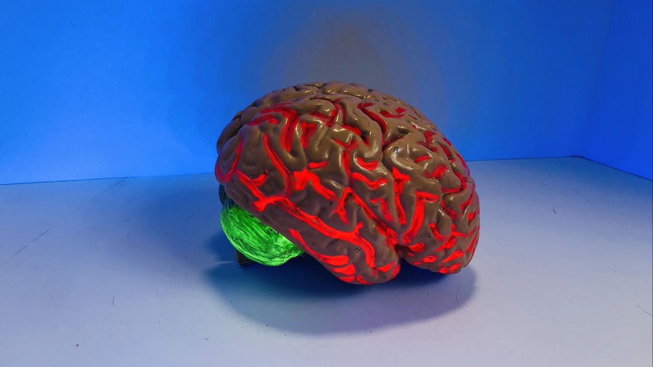 Mengenal Fungsi Hipotalamus, Bagian Ajaib Otak yang Jadi Pusat Kontrol Tubuh