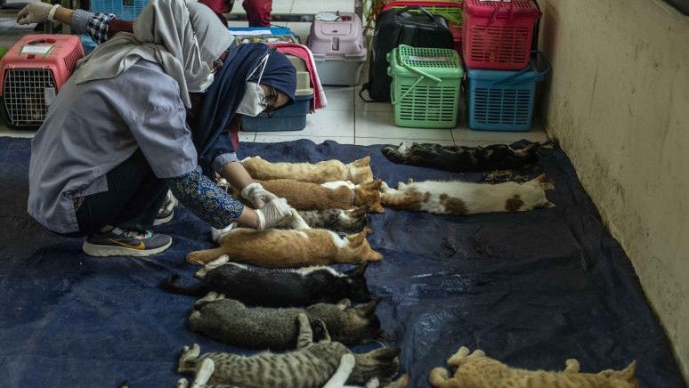 Polisi Selidiki Kasus Belasan Kucing Mati Mendadak di Sunter Agung Jakarta Utara