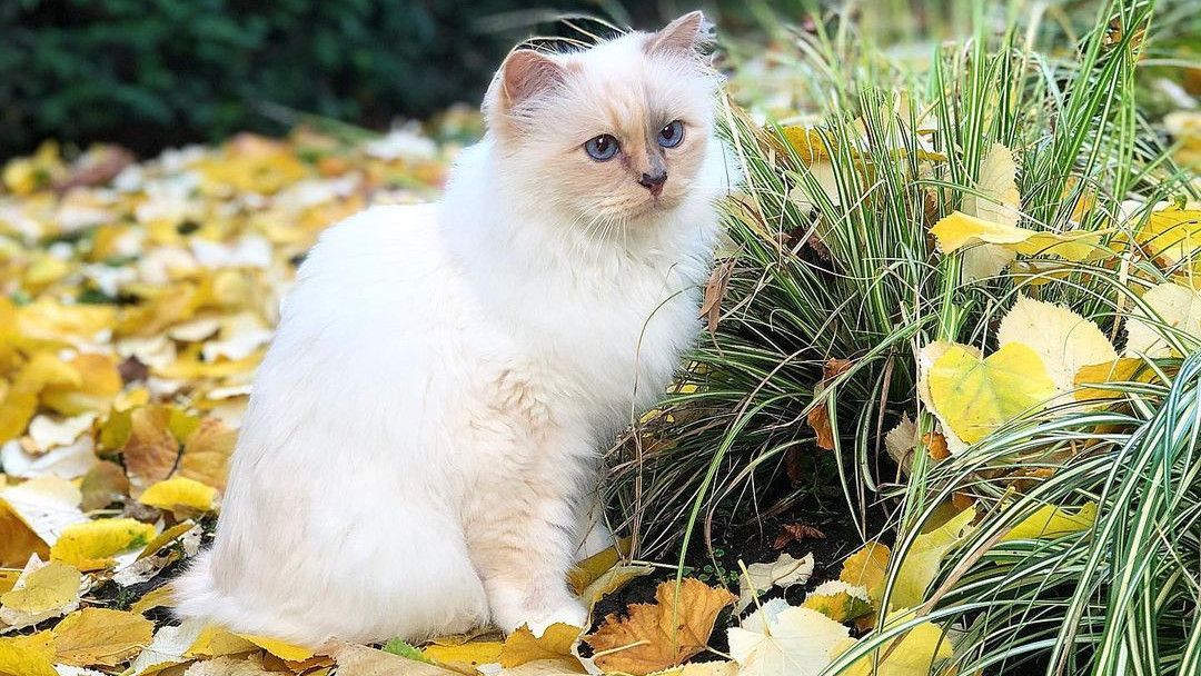 Mengenal Choupette Si Kucing Terkaya di Dunia yang Punya Warisan Miliaran
