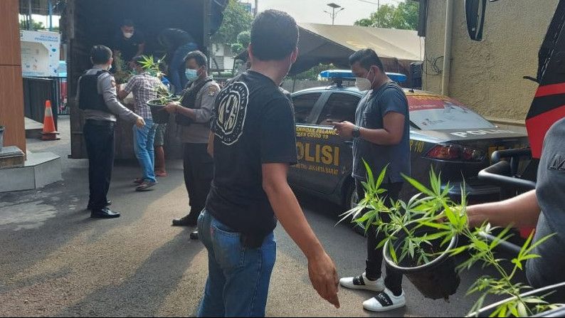 Polisi Ungkap Kebun Ganja Hidroponik di Brebes