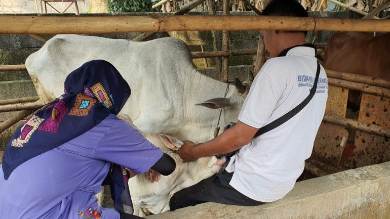 1.769 Hewan Ternak di Kabupaten Tangerang Sudah Divaksin PMK